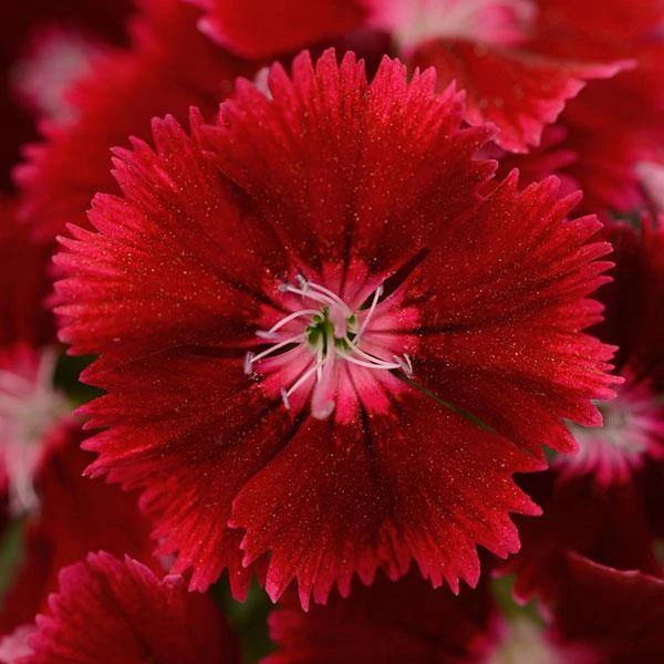 CGASPL Dianthus Floral Lace Crimson Flower Seeds Imported Flower Seeds 3 CGASPL Dianthus Floral Lace Crimson Flower Seeds Imported Flower Seeds