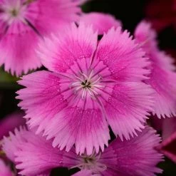 CGASPL Dianthus Floral Lace Lilac Flower Seeds Imported Flower Seeds