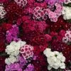 CGASPL Imported Flower Seeds Dianthus Floral Lace Mix Flower Seeds