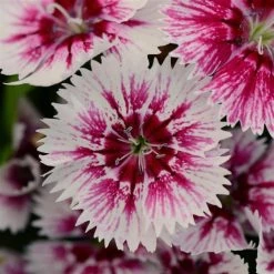 CGASPL Imported Flower Seeds Dianthus Floral Lace Picotee Flower Seeds
