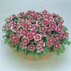 CGASPL Imported Flower Seeds Dianthus Floral Lace Picotee Flower Seeds