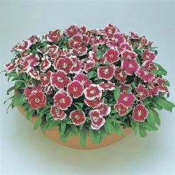 CGASPL Imported Flower Seeds Dianthus Floral Lace Picotee Flower Seeds