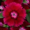 CGASPL Dianthus Floral Lace Purple Flower Seeds