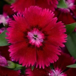 CGASPL Dianthus Floral Lace Purple Flower Seeds