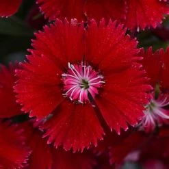 CGASPL Dianthus Floral Lace Red Flower Seeds Imported Flower Seeds