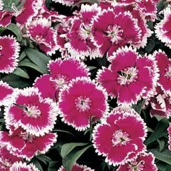 CGASPL Dianthus Floral Lace Violet Picotee Flower Seeds
