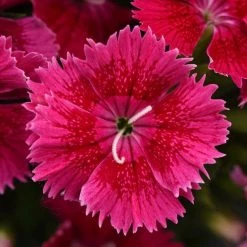 CGASPL Pan American Seeds Dianthus Ideal Select Raspberry Flower Seeds