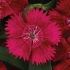 CGASPL Dianthus Ideal Select Red Flower Seeds Pan American Seeds