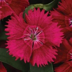 CGASPL Dianthus Ideal Select Red Flower Seeds Pan American Seeds