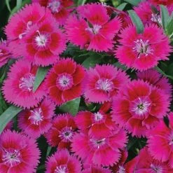 CGASPL Dianthus Ideal Select Violet Flower Seeds Pan American Seeds