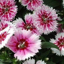 CGASPL Dianthus Ideal Select WhiteFire Flower Seeds