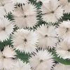 Chhajed Garden Dianthus Ideal Select White Flower Seeds Imported Flower Seeds