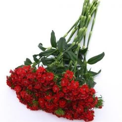 Pan American Seeds Imported Flower Seeds Dianthus Magic Charms Scarlet Flower Seeds