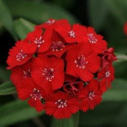 Pan American Seeds Imported Flower Seeds Dianthus Magic Charms Scarlet Flower Seeds