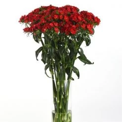 Pan American Seeds Imported Flower Seeds Dianthus Magic Charms Scarlet Flower Seeds
