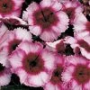 CGASPL Dianthus Super Parfait Raspberry Flower Seeds