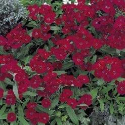 Takii Seeds Dianthus Telstar Burgundy Flower Seeds Imported Flower Seeds