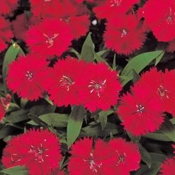 CGASPL Imported Flower Seeds Dianthus Telstar Carmine Rose Flower Seeds