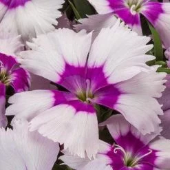 CGASPL Dianthus Venti Parfait Blueberry Flower Seeds