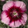 Chhajed Garden Dianthus Venti Parfait Crimson Eye Flower Seeds Imported Flower Seeds