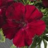 Chhajed Garden Dianthus Venti Parfait Crimson Flower Seeds Imported Flower Seeds 1 Chhajed Garden Dianthus Venti Parfait Crimson Flower Seeds Imported Flower Seeds
