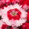 CGASPL Dianthus Venti Parfait Strawberry Shades Flower Seeds