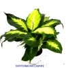 CGASPL Dieffenbachia Camille Plant