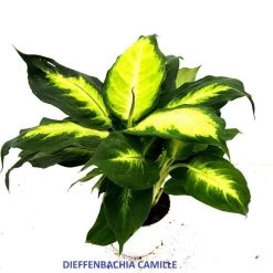 CGASPL 3 Indoor Plant Pack - Peace Lily ,Snake Plant, Dieffenbachia Diffenbachia 9 CGASPL 3 Indoor Plant Pack - Peace Lily ,Snake Plant, Dieffenbachia Diffenbachia
