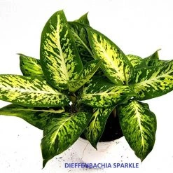 CGASPL Dieffenbachia Sparkle Green Yellow Color Plant