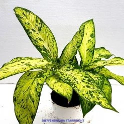 CGASPL Plants Dieffenbachia Starbright Yellow Green Color Plant