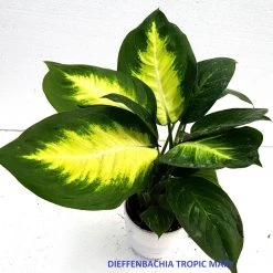 CGASPL Dieffenbachia Tropic Mary Green Yellow Color Plant