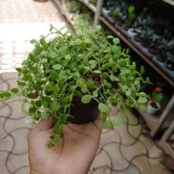 CGASPL Plants Dischidia Nummularia Plant