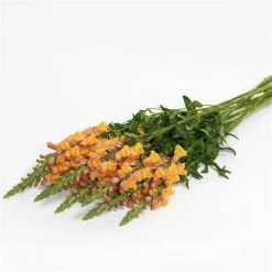 Chhajed Garden Antirrhinum Potomac Early Orange Flower Seeds Imported Flower Seeds