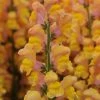 Chhajed Garden Antirrhinum Potomac Early Orange Flower Seeds Imported Flower Seeds