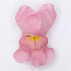 Chhajed Garden Antirrhinum Potomac Early Pink Flower Seeds Imported Flower Seeds