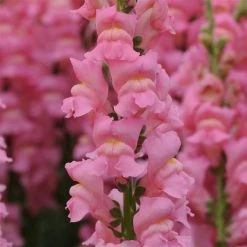 Chhajed Garden Antirrhinum Potomac Early Pink Flower Seeds Imported Flower Seeds