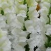 Chhajed Garden Antirrhinum Potomac Early White Flower Seeds Imported Flower Seeds