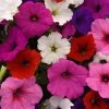 CGASPL Petunia F1 Spreading Easy Wave Formula Mix Flower Seeds