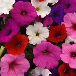 CGASPL Petunia F1 Spreading Easy Wave Formula Mix Flower Seeds