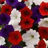 CGASPL Imported Flower Seeds Petunia F1 Spreading Easy Wave The Flag Mix Flower Seeds