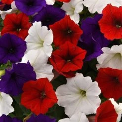 CGASPL Imported Flower Seeds Petunia F1 Spreading Easy Wave The Flag Mix Flower Seeds