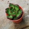 CGASPL Plants Echeveria 'Benimusume' Small Succulent Plant