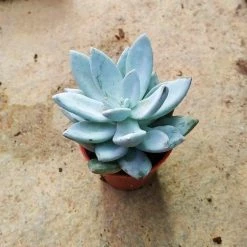 CGASPL Echeveria Blue Bird Small Succulent Plant Plants
