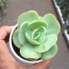 CGASPL Echeveria Green Spoon Succulent Plant