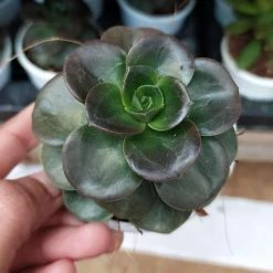 CGASPL Echeveria 'Melaco' Succulent Plant