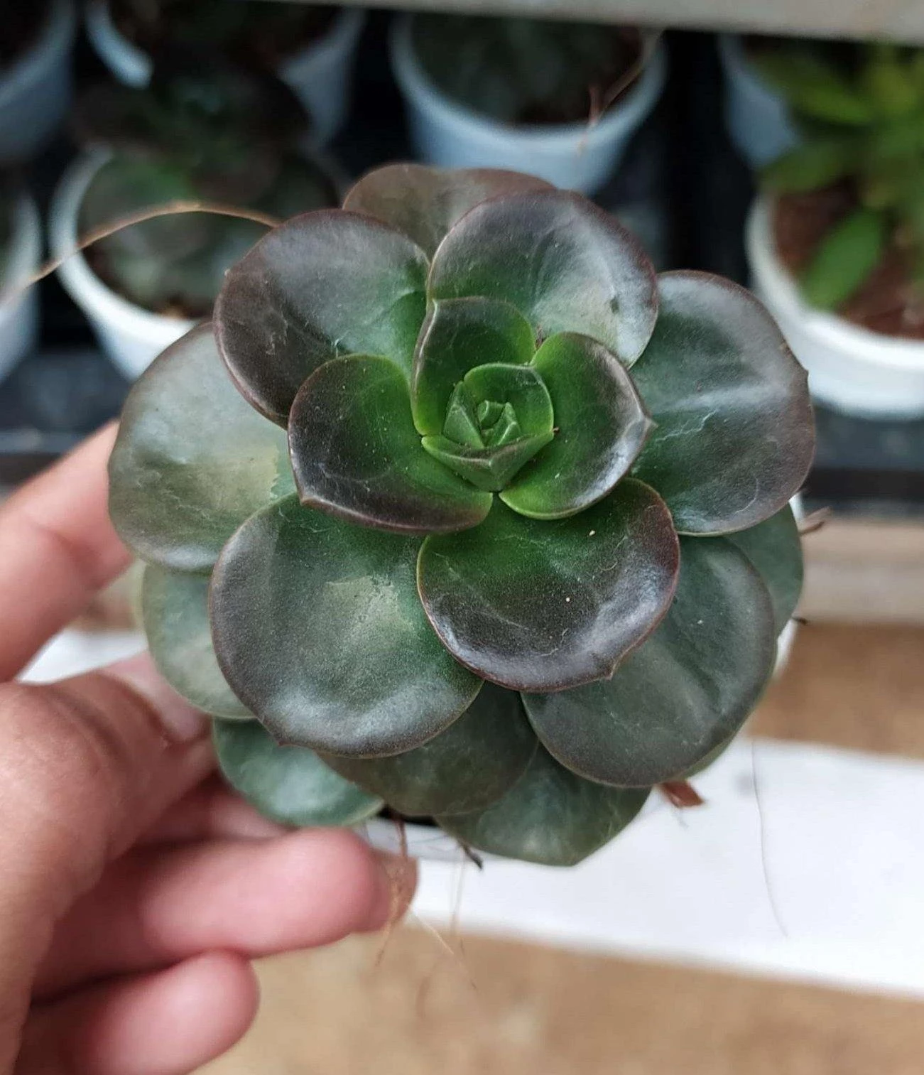 CGASPL Echeveria 'Melaco' Succulent Plant 3 CGASPL Echeveria 'Melaco' Succulent Plant