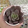 CGASPL Echeveria Nodulosa (Painted Echeveria) Small Succulent Plant