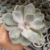 CGASPL Plants Echeveria Pearl Of Nurnberg Succulent Plant
