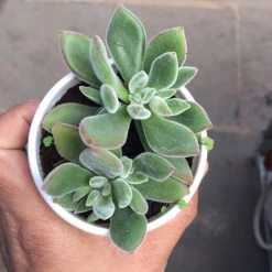 CGASPL Echeveria Pulvinata 'Ruby' (Chenille Plant) Succulent Plant Plants