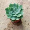 CGASPL Echeveria Elegans Small Succulent Plant Plants